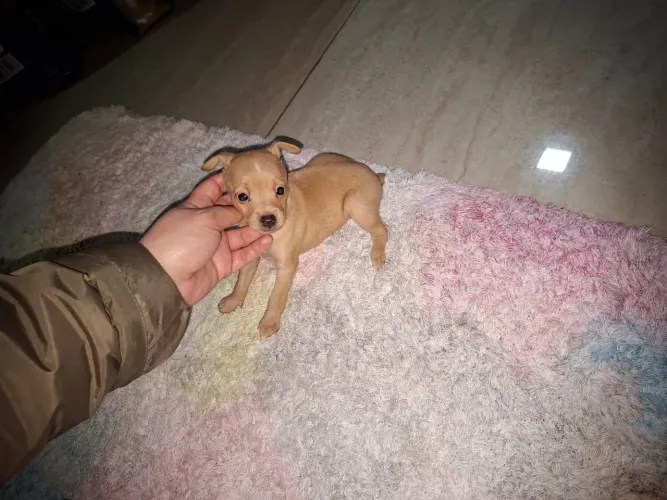 Pinscher zero