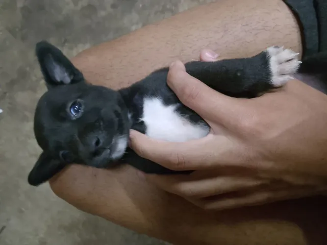DOAÇÃO DE CACHORRO ?