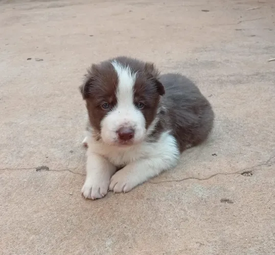 Border collie MACHO
