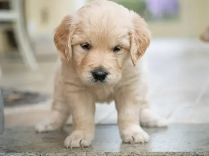 Golden Retriever Filhote Cheio de Carinho e Alegria