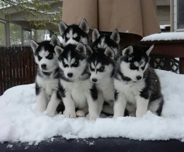Filhotes de Husky Siberiano bibelo em forma de lobo 