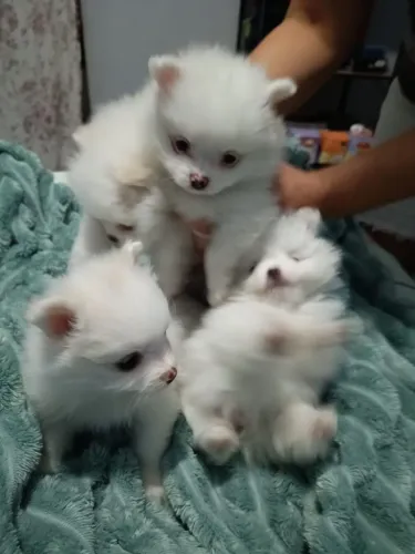 Filhotes de spitz alemão