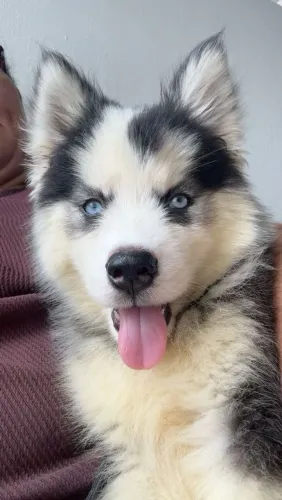 Vendo Cachorro Husky Siberiano