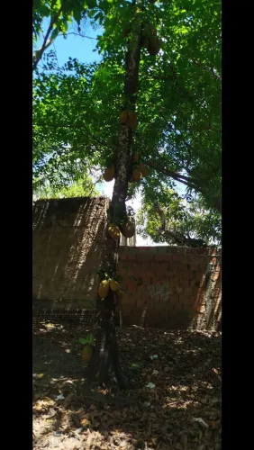 Vendo jacá tirada do pé 