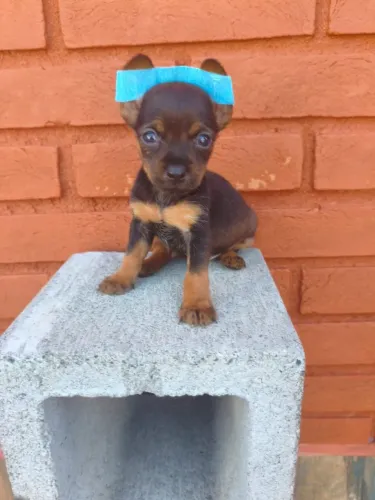 Pequeno Pinscher carinhoso esperando por você