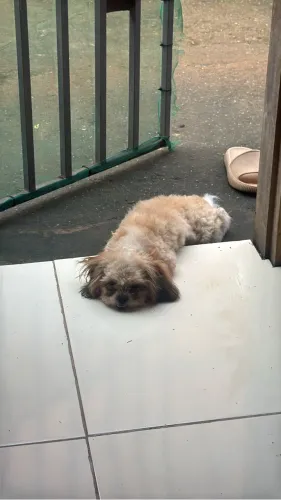 Cachorro Shih Tzu