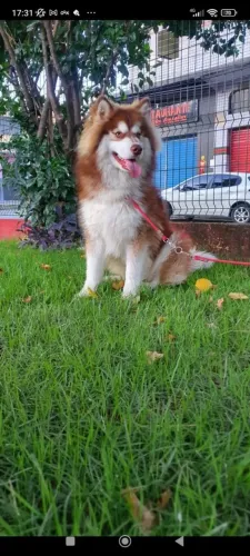 Filhotes de husky siberiano