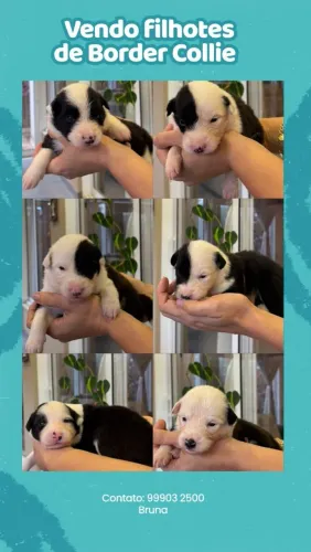 cachorro filhote boder cooler