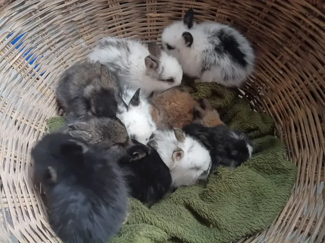 Lindos mini coelhos peludinhos (para reserva)