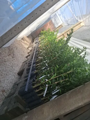 Mudas citricas laranjas tangerinas e limão  ? (Léia a descrição do anúncio) 