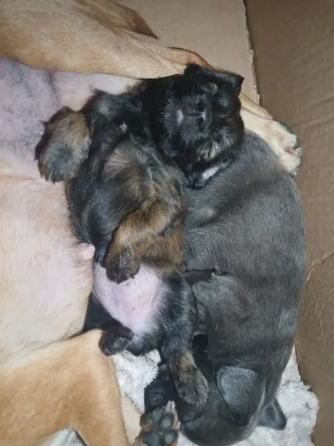 Doação de filhote de cachorro 