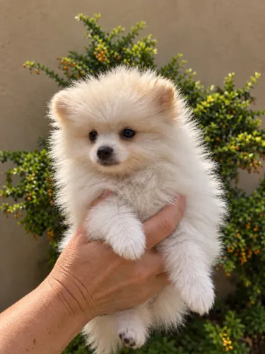 Lulu da pomerania spitz alemão anão 1000
