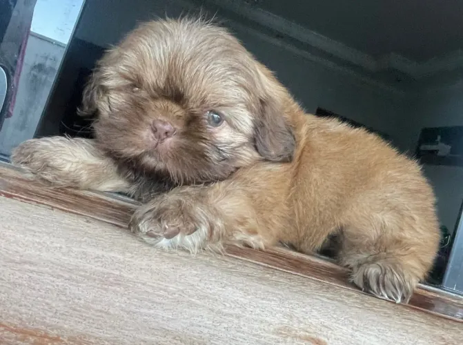 Filhote shihtzu 