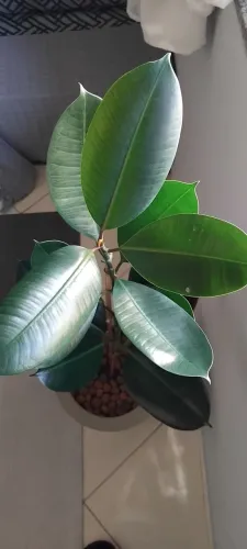 Ficus Elástica no vaso texturizado