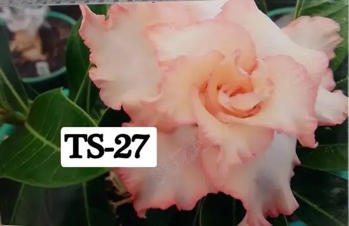 Rosa do Deserto natural