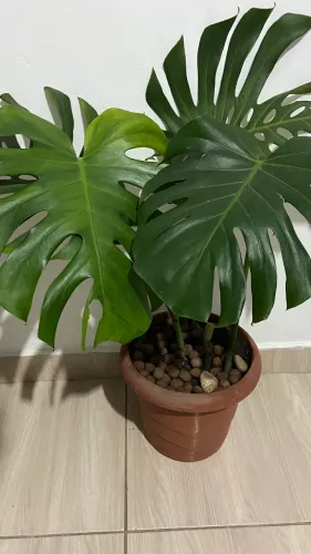 Planta Costela de Adão natural