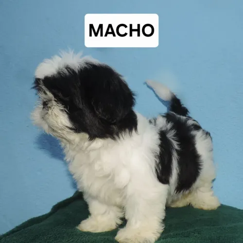 Shih-Tzu 