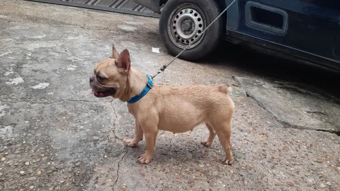 Fêmea Buldog francês adulta exótica 
