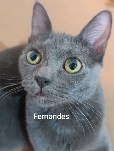 Azul Russo/Russian Blue Filhotes 