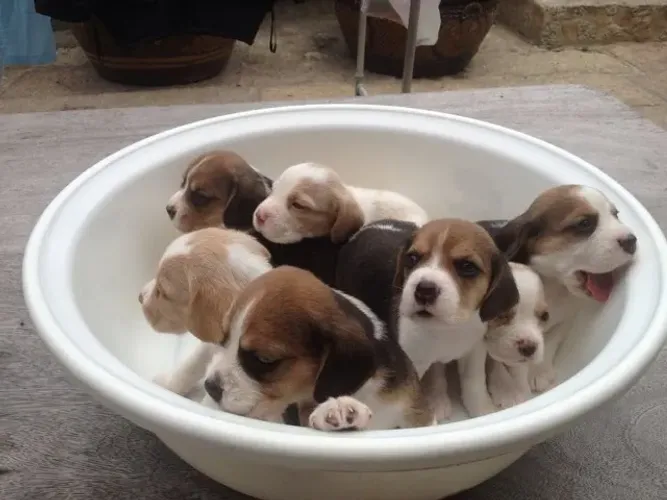 Beagle de alta qualidade disponível