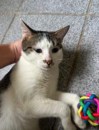 Gatinho para adoca
