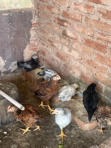 Pintinhos caipira 