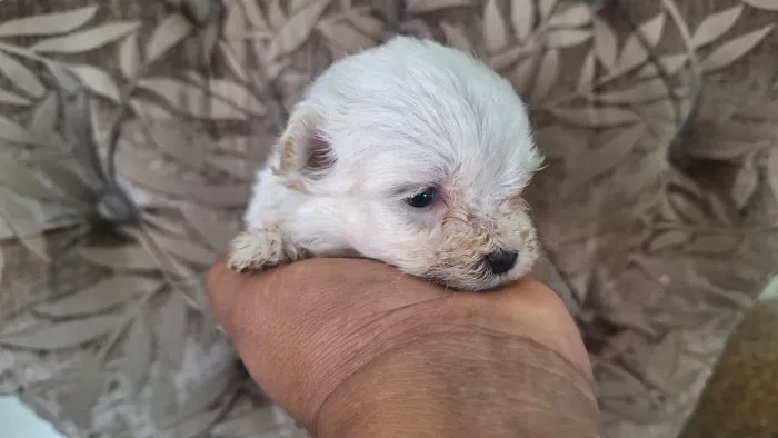 Poodle Macho miniatura 