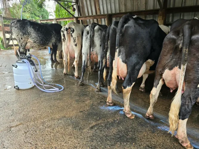 VACAS EM LACTAÇÃO