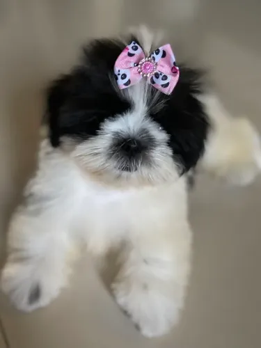Shihtzu Um bebezinho criado para fazer parte da família