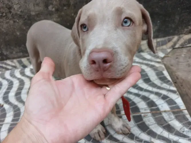 Filhote de Pit Bull fêmea