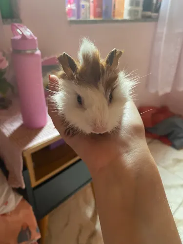 Vendo Porquinho da índia