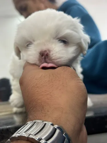 Shih Tzu - Vacinado e vermífugado.