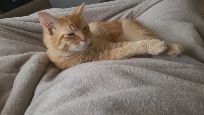 Doa-se gatinho laranja