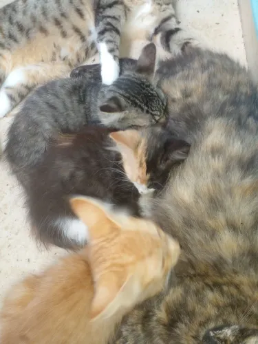 Doação de gatos lindos pegar ém Pernambués