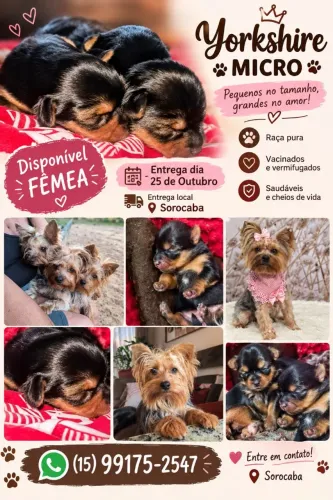 Venda de york tenho femias e macho entrega dia 25 outubro