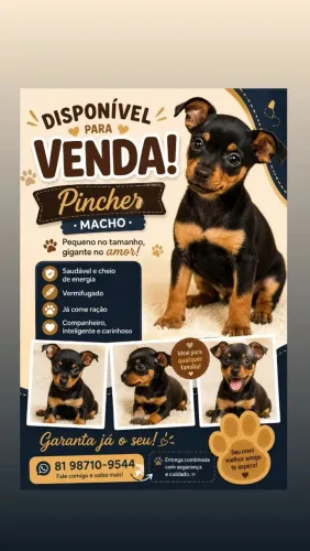 Pincher 01