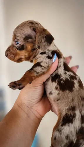 Dachshund 