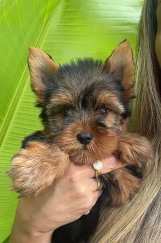 Yorkshire. Lindo menino porte padrão 2 meses.!