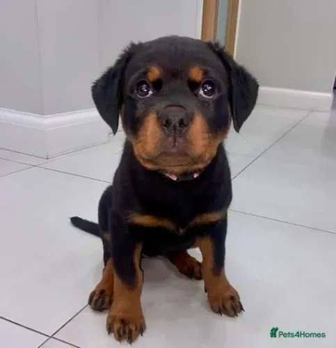 Cãozinho rottweiler dócil e saudável pronto para entrega
