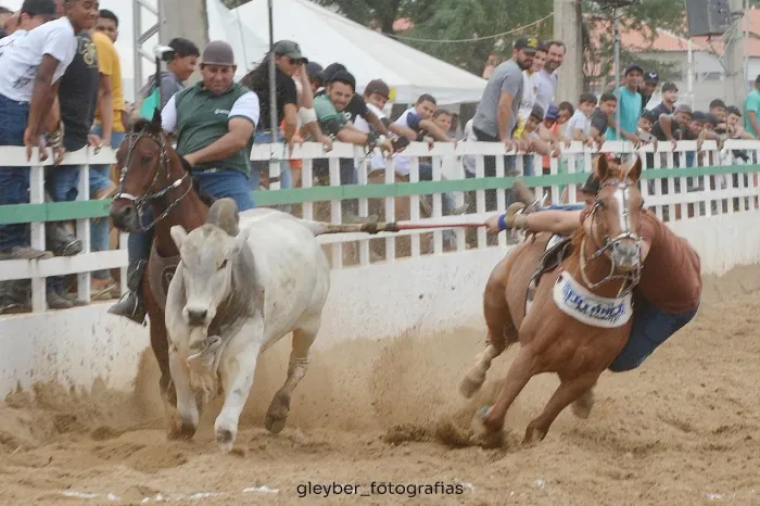 Cavalo diferenciado direita