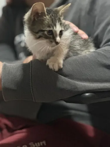 Gatinho para Adoção 