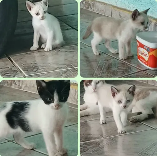 Doação de gatinhos.