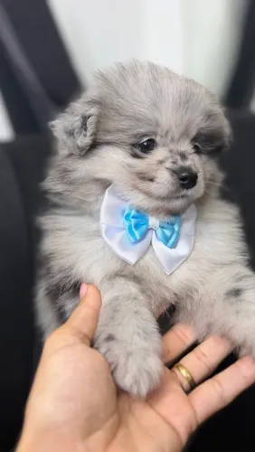 Lulu da Pomerânia anão macho