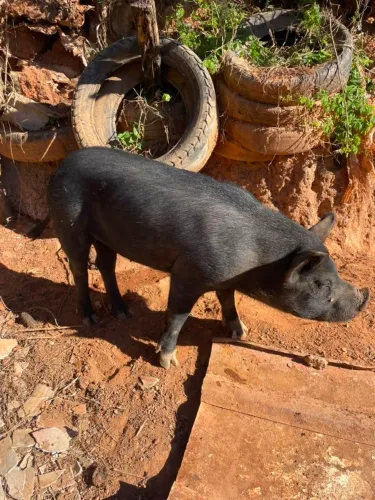 Vender porco fêmea 9 meses