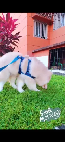 Husky siberiano macho 4 meses 