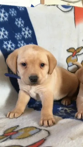 Labrador Retriever,Labrador Retriever Filhote Pronto Para Novo Lar