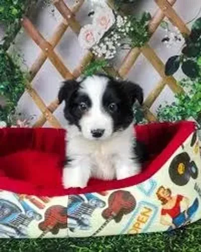 Border Collie "Vou ficar sem fazer nada."