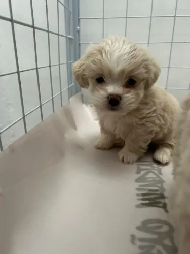 Filhote de shih tzu o filhote que espalha amor em cada passo