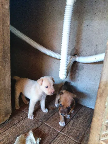 Doação de cachorrinhos