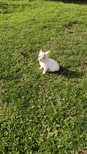 Chihuahua branco de olhos claros